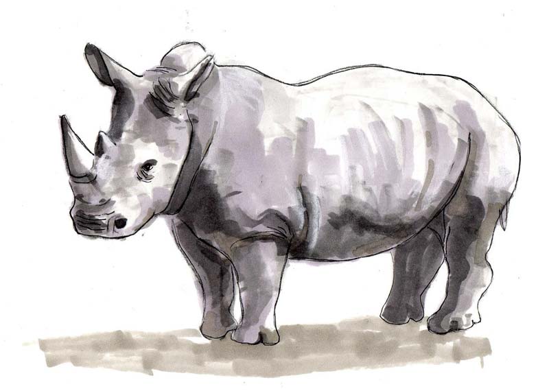 Extinción animal I: Last chance to see (Mañana no estarán) de Douglas Adams