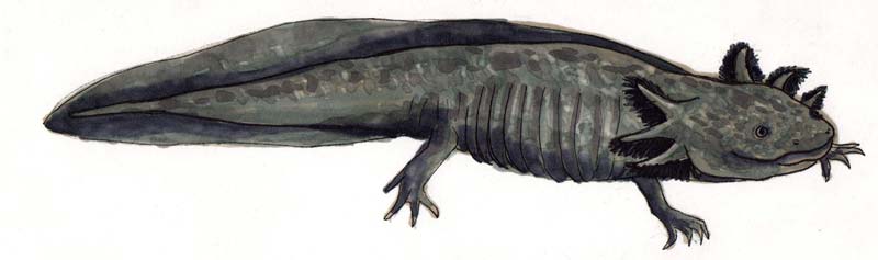 Ilustración: Ana J. Bellido