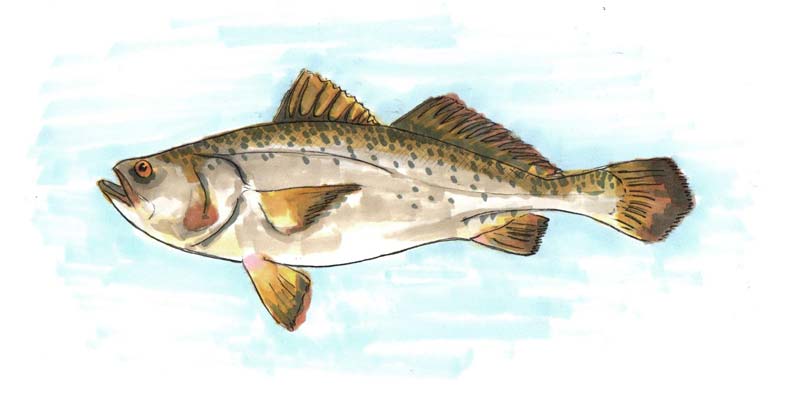 Ilustración: Ana J. Bellido