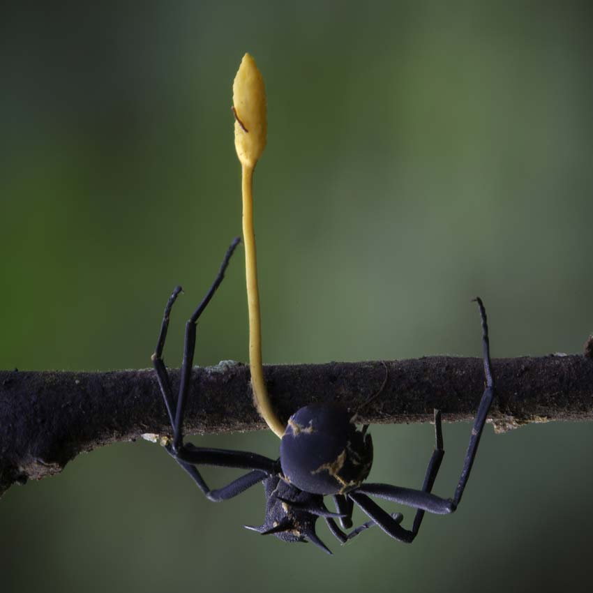 Ophiocordyceps formicarum. Fotografía: Steve Axford bajo licencia de Creative Commons