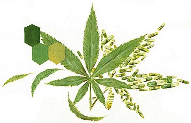 Cannabis: secuestrador de una maquinaria celular interna