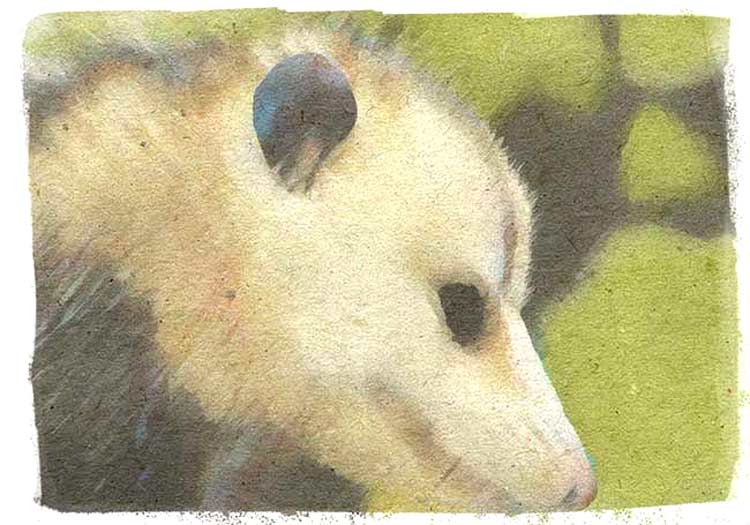 El arte de hacerse el muerto y otras curiosidades