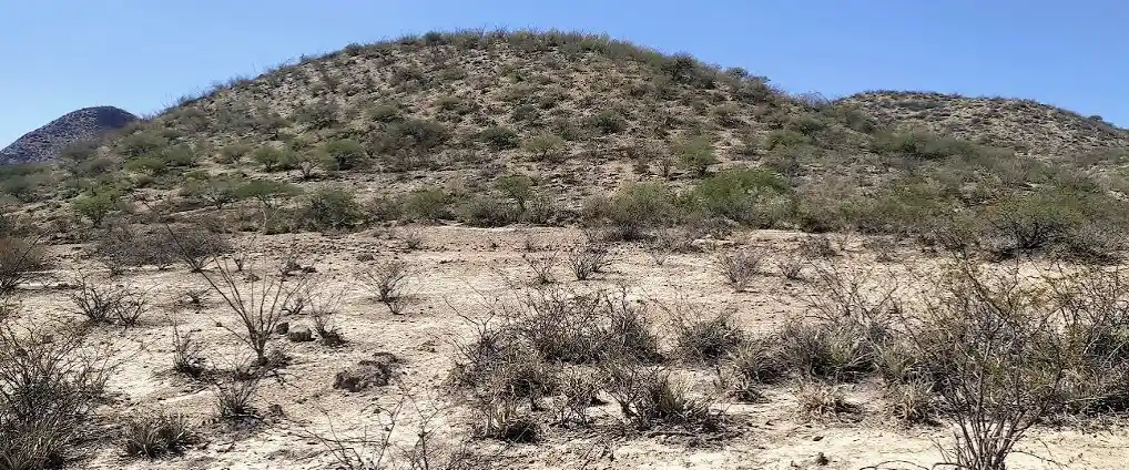 Los desiertos mexicanos: ¿la tierra muerta?