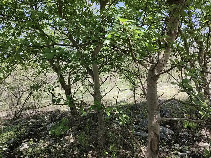 Té y esperanza: el cuachalalate, árbol endémico que se desvanece